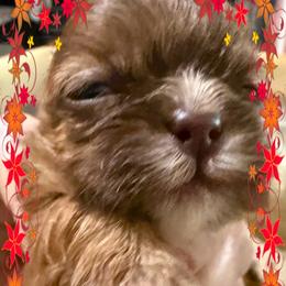 Autry - Liver male Shih Tzu puppy in Corpus Christi, Texas from Pam Crump Shih Tzu