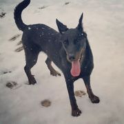 Beaucerons and Brussels Griffons from A Mes Cotes