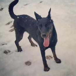 Beaucerons and Brussels Griffons from A Mes Cotes