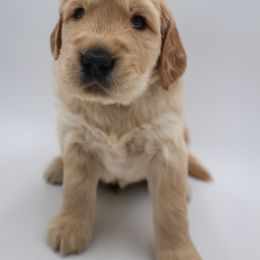 Golden Retriever Puppies from Wild Hearts Goldens