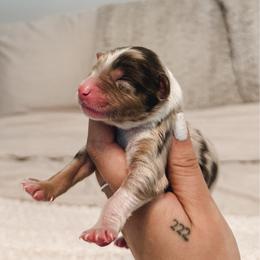 Martini AKC - Red merle male Australian Shepherd puppy in Polk City, Florida from Skaky Shepherds