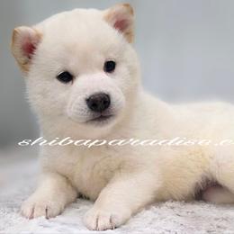 Asha - Cream female Shiba Inu puppy in Tualatin, Oregon from Shiba Paradise