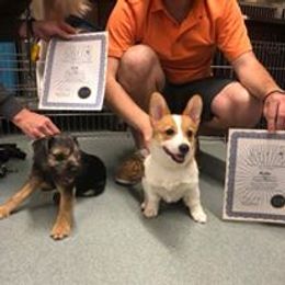 "Silli graduating from Sirius Puppy Training" Border Terrier Puppies from Silli's Border Terriers