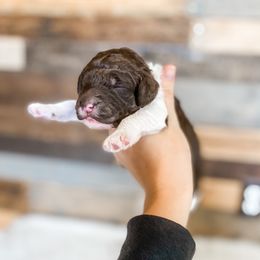Poodle Puppies from LeBaron Standard Poodles