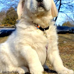 Golden Retriever Puppies from Hearts Of Gold Retrievers LLC