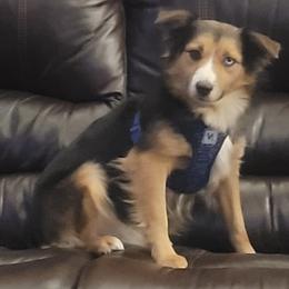 Miniature Australian Shepherds from Okie's Aussies