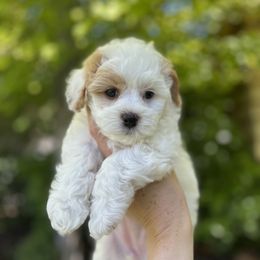 Cavapoo and Havapoo Puppies from Meadowlark Doodles