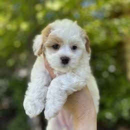 Cavapoo and Havapoo Puppies from Meadowlark Doodles