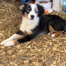 Myrtle - Blue merle female Miniature Australian Shepherd puppy in Clarkesville, Georgia from North Georgia Gems