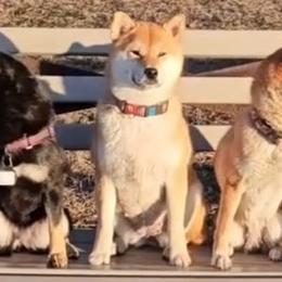 Shiba Inu from KurguzkinShiba