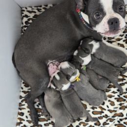 Boston Terrier puppies from Grandma's Boston Terriers