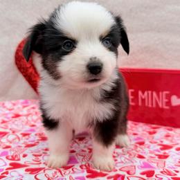 Vixen - Black tri male Toy Australian Shepherd puppy in Aurora, Missouri from Sweet Peach Puppies