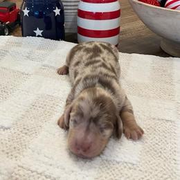 Levi - Dapple male Dachshund puppy in Menifee, California from Dachshunds in SoCal