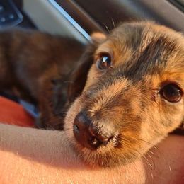 Dachshund Puppies from River of Hidden Dachshund's