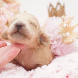 Goldilocks - Cream female Dachshund puppy in Big Rapids, Michigan from 30 Acre Woods Dachshunds
