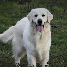 Hunter - Golden Retriever