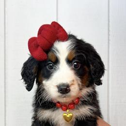 Girl 1 - Black tri-color female Aussiedoodle puppy in Omro, Wisconsin from Crystal Ridge Doodles