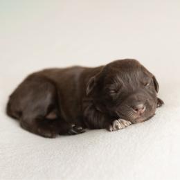 Cocoa - Red tri-color female Australian Shepherd puppy in Kathleen, Georgia from CM Farm
