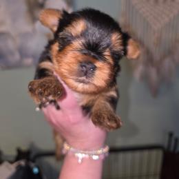 Donozo - Black and gold male Yorkshire Terrier puppy in West Enfield, Maine from GRIFFEY'S SPA AND KENNEL