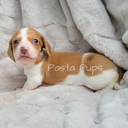 AKC Chorizo - Red male Dachshund puppy in Texarkana, Arkansas from Pasta Pups Miniature Dachshunds