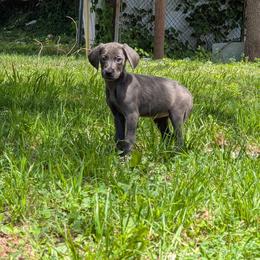 No name 5 - Gray (blue) male Dachshund puppy in Watertown, Massachusetts from Jae’s Puppy House