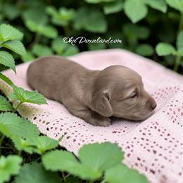Daphne - Cream female Dachshund puppy in Oklahoma City, Oklahoma from OkieDoxieland Dachshunds