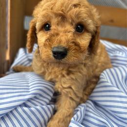 Reef - Apricot male Cavapoo puppy in Lewisburg, Pennsylvania from Cinda's Cavapoos