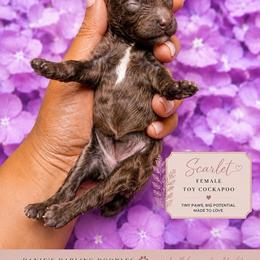 Scarlet - Brown and white female Cockapoo puppy in Otisville, Michigan from Danie’s Darling Doodles LLC