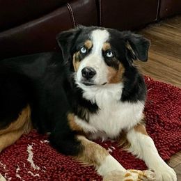 Maggie - Miniature Australian Shepherd