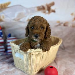Beau - Red  male Goldendoodle puppy in Lake Panasoffkee, Florida from Donnas Deluxe Doodles LLC
