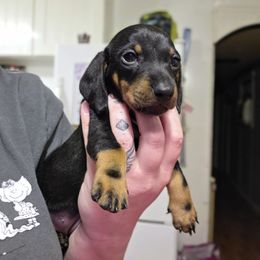 White Collar - Black and tan female Dachshund puppy in La Pine, Oregon from RoseDox Dachshunds