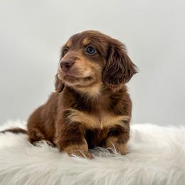 Tyson - Chocolate and cream male Dachshund puppy in Litchfield, Illinois from Charmm Dachshunds