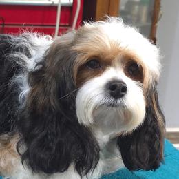 Cavapoos, Havanese, and Havapoos from Momma's Minis