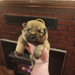Wizard - Sable male German Shepherd puppy in Hope, Idaho from Fyrestorm Shepherds