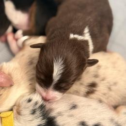 Breeze - Red tri-color female Miniature American Shepherd puppy in Tucson, Arizona from Outlaw Minis