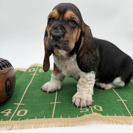 Milk Peanut Crunch - Black white and brown male Basset Hound puppy in Konawa, Oklahoma from Circle H Basset Hounds