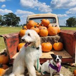 Goldendoodle All Grown Up from Lazy Dayz Doodles