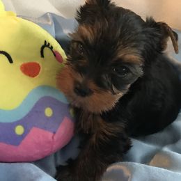 Yorkshire Terriers from Shining Star Yorkies