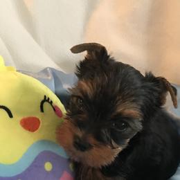 Yorkshire Terriers from Shining Star Yorkies