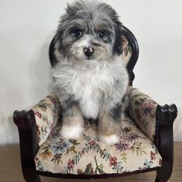 Aussiedoodle and Poodle Puppies from Mountaintop Paws