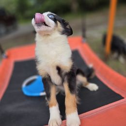 Baby October - Black tri female Miniature Australian Shepherd puppy in Citra, Florida from Southpaw Herders LLC
