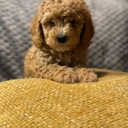 Malachite - Buff and white Cockapoo puppy in Drexel Hill, Pennsylvania from Paws of Abundance