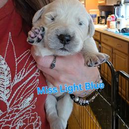 Girl 4 - Light golden female Golden Retriever puppy in Waynesburg, Ohio from Avalon English Retrievers