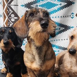 Dachshunds from Invading Weiners : AKC Miniature Wirehaired Dachshunds