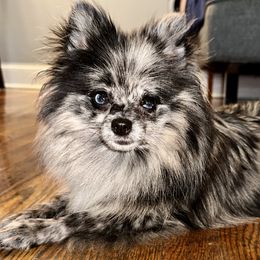 Prada - Pomeranian