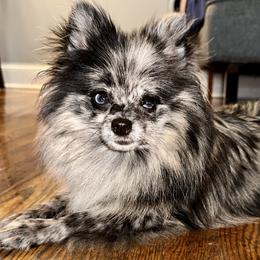 Prada - Pomeranian