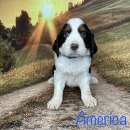 America - English Springer Spaniel puppy in Pine Island, Minnesota from Country Breeze Springer Spaniels