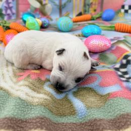 Hera - Red speckled female Australian Cattle Dog puppy in Clovis, California from Miller Australian Cattle Dogs