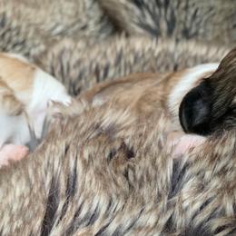 Coton de Tulear Puppies from Catawba Cotons