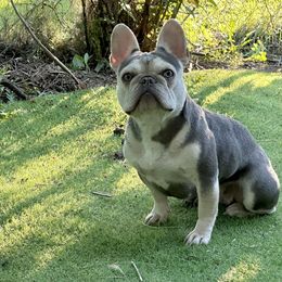 Lila - French Bulldog